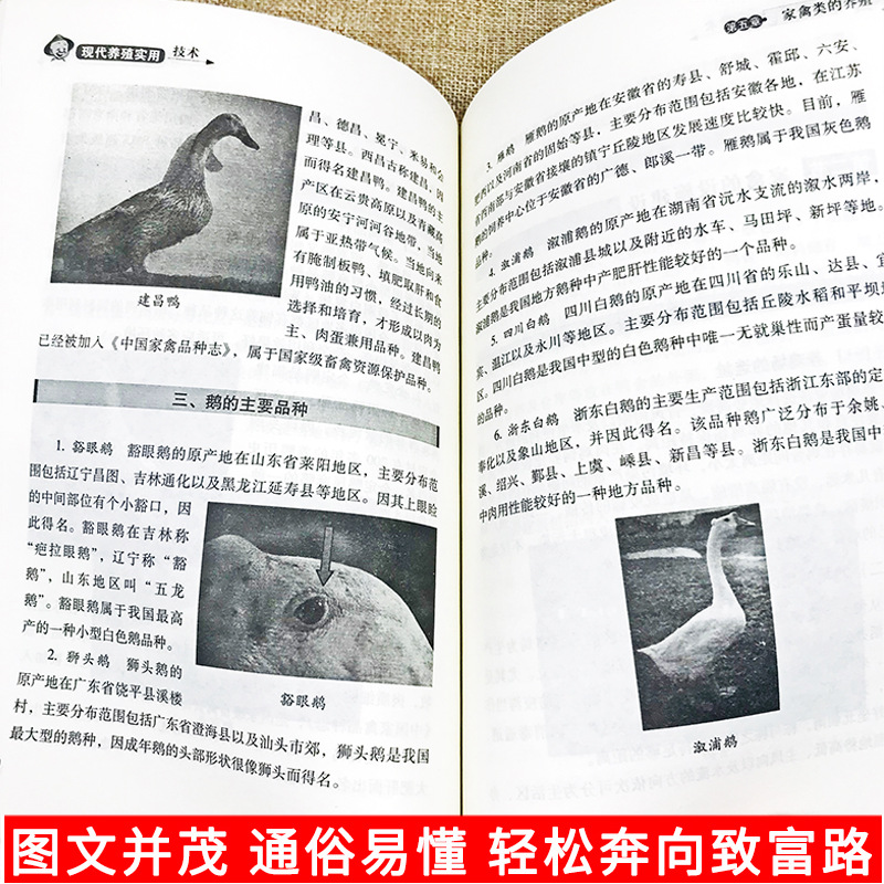 Modern breeding practical technology Book common diseases diagnosis and control scientific feed preparation and feeding