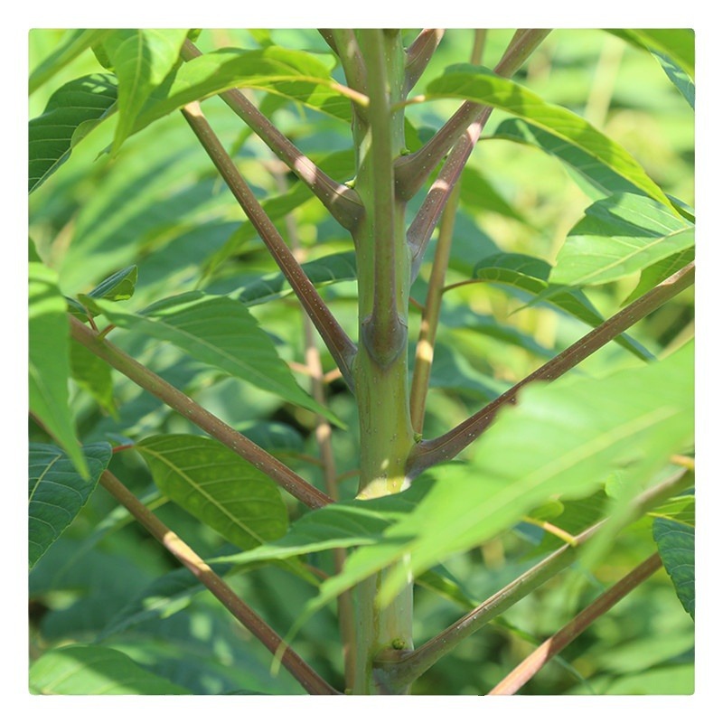 Base Wholesale Southern and Northern Planting Courtyard Potted Ground Planting Toona Seedlings Toona Saplings Red Oil Toona Saplings