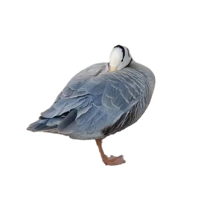 Garden Scenic Spot Ornamental Gray-Headed Goose Live Adult Gray-Headed Goose How Much a Piece for Sale Waterfowl Ornamental Duck