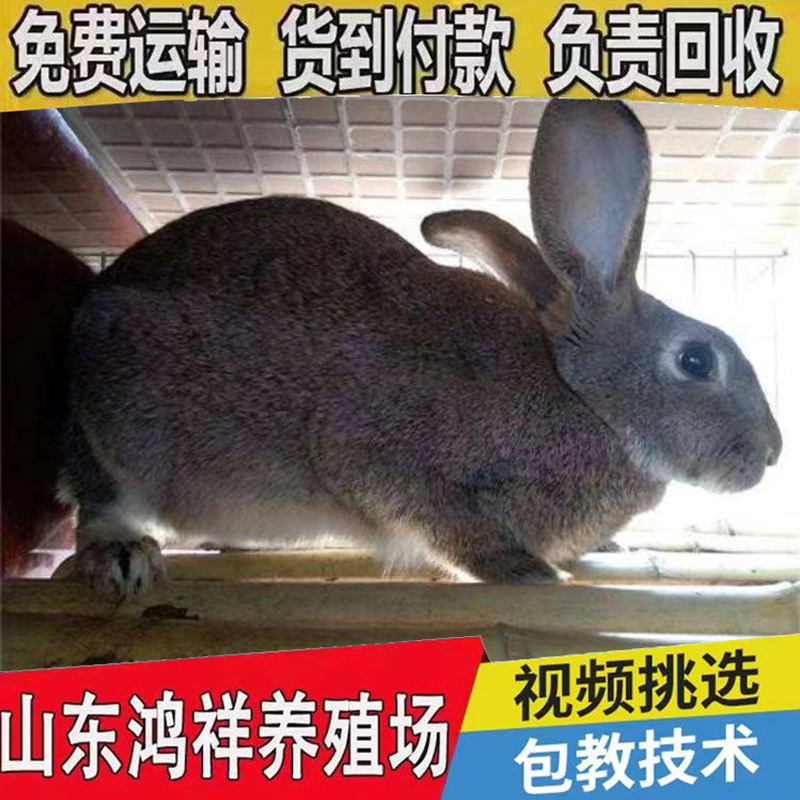 Wholesale Live Belgian Rabbits from Free-Range Farms in Shandong, Available for Sale as Live Yellow-Brown Meat Rabbits