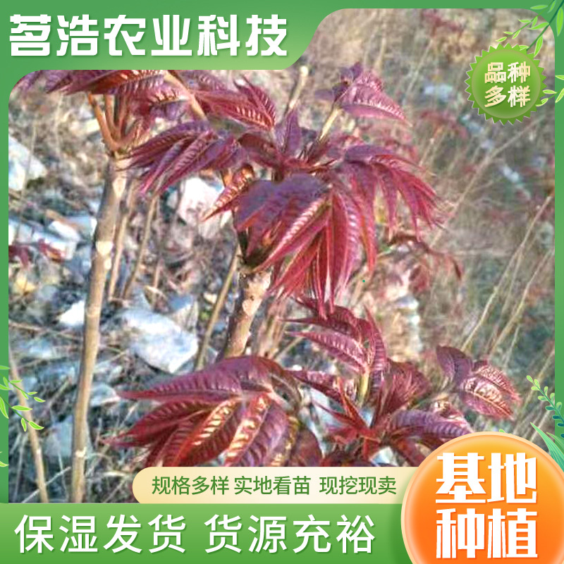 Оптовая база саженцев красного масла, ароматных саженцев весеннего дерева, северные и южные саженцы туна, горшечные растения, посадка в грунт, тепличная посадка, саженцы туна