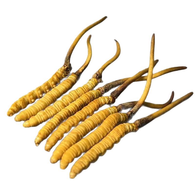 Xizang Girl Fresh Cordyceps Xizang Origin Cordyceps Head Stage Fresh Cordyceps Gift Box Fresh Grass Gift 2025