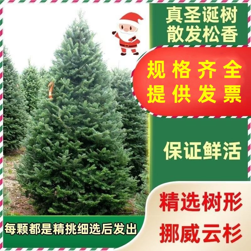 Real Christmas Tree Potted Real Tree Live Norway Spruce Real Nobeson Real Tree Pine Tree Christmas Green Planting