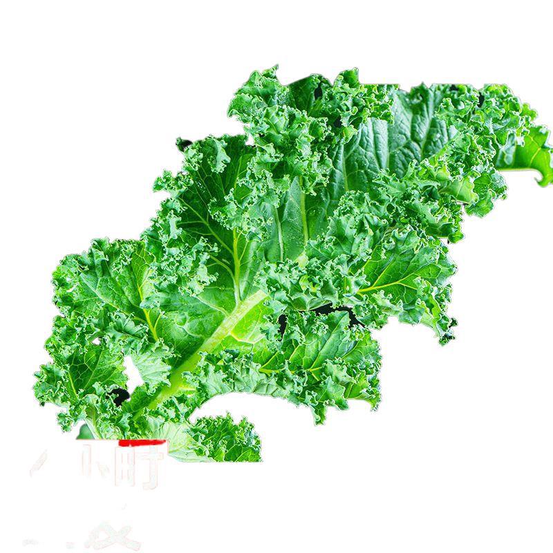 Fresh Kale Vegetables for Consumption, Sf Express Free Shipping, Juicing, Roasted Slices, Fitness Light Meal, Western Salad, Vegetable Sprouts