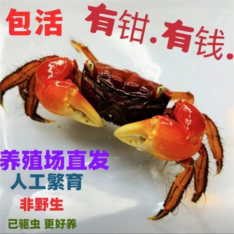 Hand-held crab, chili crab, hand-held crab, retail stall, ornamental crab, small crab, living pet, crawling crab