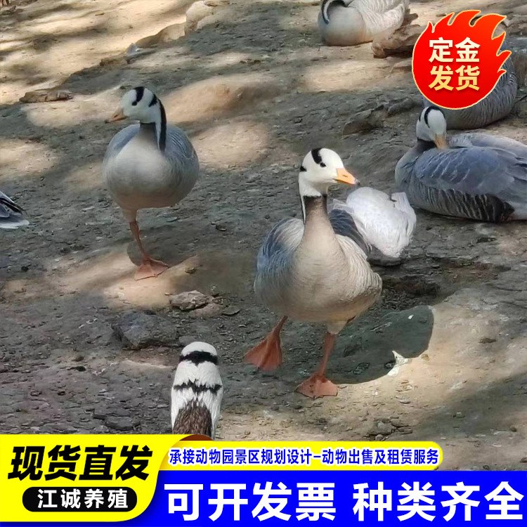 Garden Scenic Spot Ornamental Gray-Headed Goose Live Adult Gray-Headed Goose How Much a Piece for Sale Waterfowl Ornamental Duck