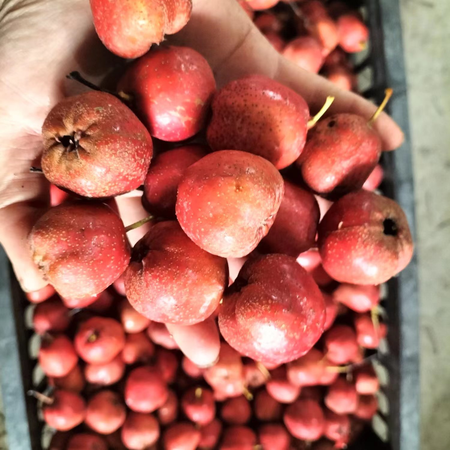 Big Five-Edge Hawthorn, Straight Hair from the Middle Fruit Origin, 35 to 45 Pieces Per Pound, Straight Hair from the Origin, Large Quantity Discount