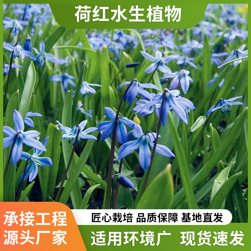 Саженцы водного ириса синих цветов, устойчивые к глубокой воде 30 см, для очистки воды, ландшафтное оформление прудов, восстановление водно-болотных угодий