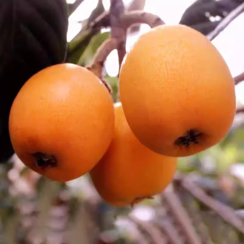 [Sf Direct] Yunnan Mengzi Loquat, Seasonal Fresh Fruit, Juicy Loquat, Pregnant Women Can Eat and Get Free Loquat Leaves