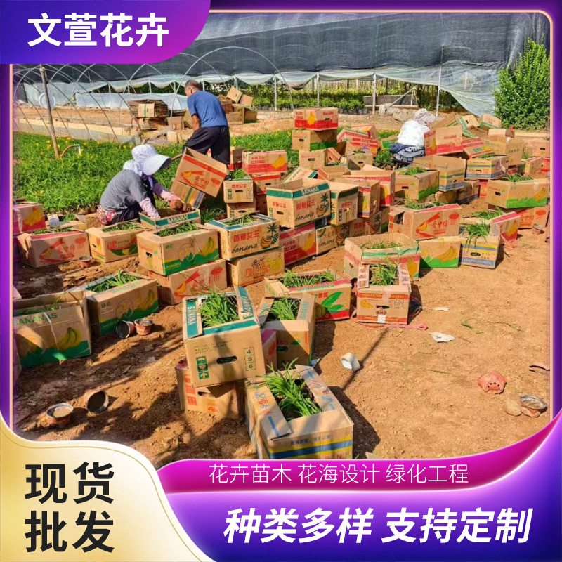 Golden Hosta Flower Sea Road Municipal Greening Project Seedlings Potted Golden Hosta Seedlings Wholesale Base