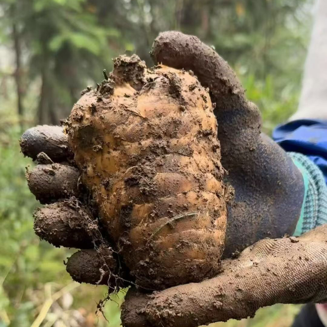 Свежая Гастродия Элата, Аутентичная Юньнаньская Жаотун Сяоцзаоба, Свежевыкопанная и Отправленная