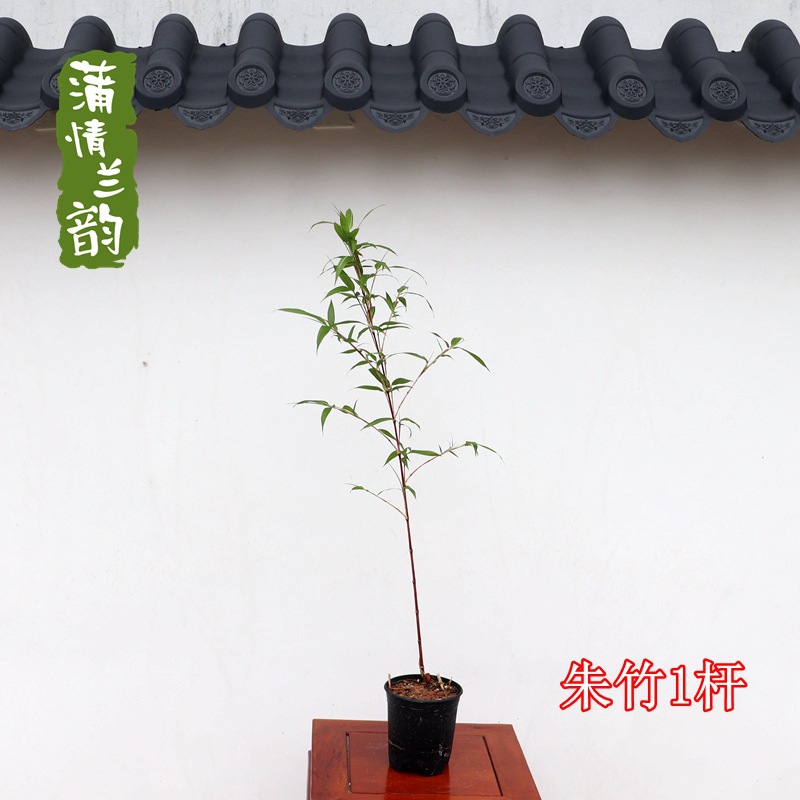 Красный холодный бамбук, фиолетовый холодный бамбук, стильный бамбук, популярный бамбук для внутреннего и наружного двора, бамбук для внутренних дверей, рисовый бамбук