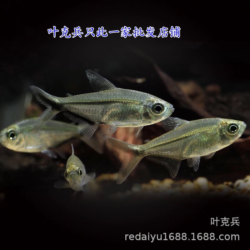 Оптовая продажа тропических декоративных рыб, черный хвост, крупные крючковые рыбы для аквариума