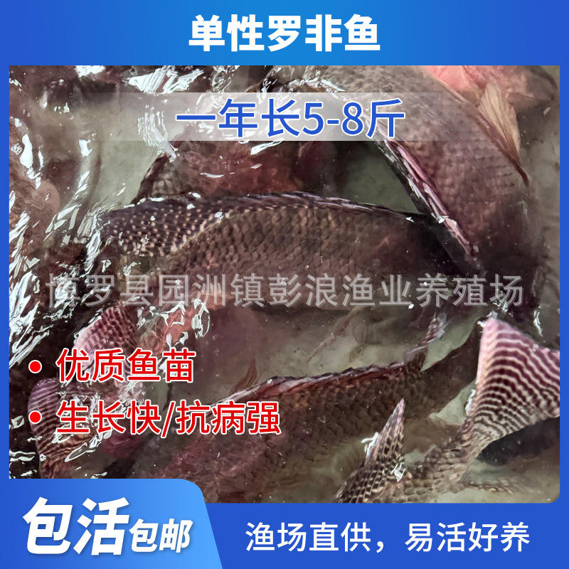 Crispy Meat Tilapia Fry, Large Variety of Crispy Meat Tilapia Fry, All Male Fushou Fry, Freshwater Cultured African Crucian Carp