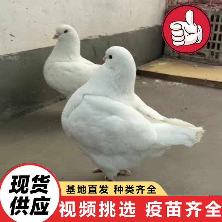 Pigeon Breeds for Sale, Square Pigeons, White Feather King, American Floor King Pigeons, Breeding Farms, Special