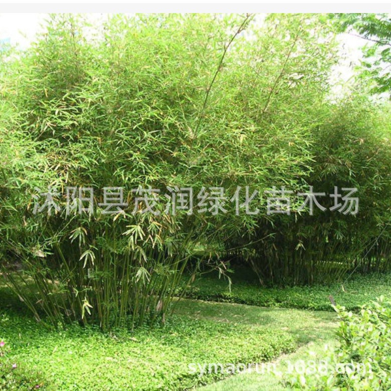 Courtyard Ground-Planted Water-Grown Ci Xiao Bamboo Seedlings, Indoor Potted Phoebe Bamboo Clusters, Evergreen Green Plants, Ornamental Bamboo
