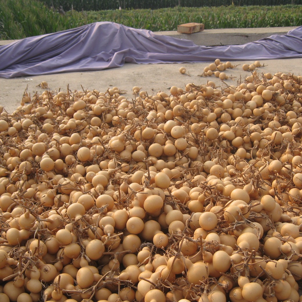 Natural gourd American small gourd hand-twisted gourd 4-7cm high text play play small gourd