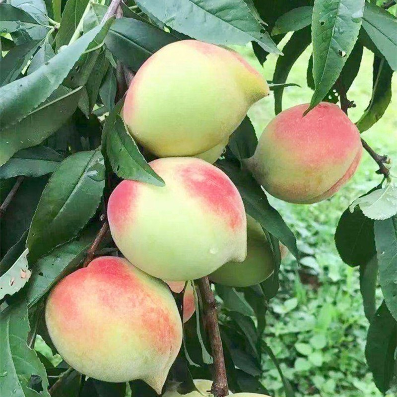 Саженцы персиков Eagle-Beak, хрустящие и сладкие, привитые, крупные саженцы для юга и севера