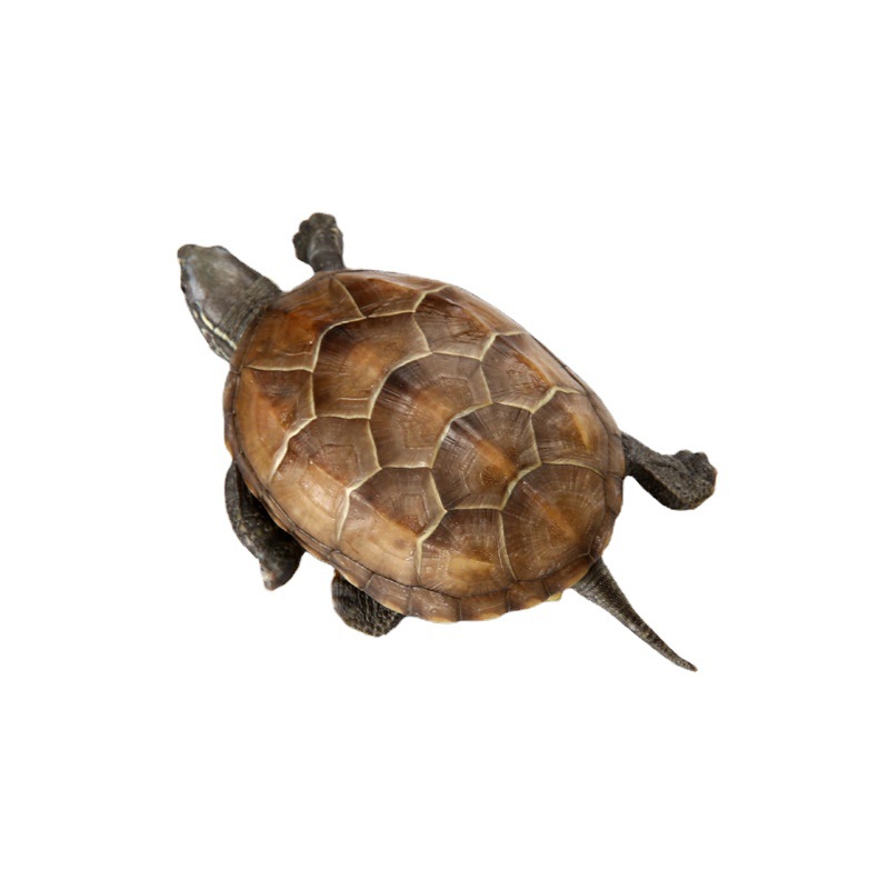 Living turtle in Waitang, Chinese grass turtle, ornamental pet living creature, small turtle, golden thread, tortoise seedling farm wholesale