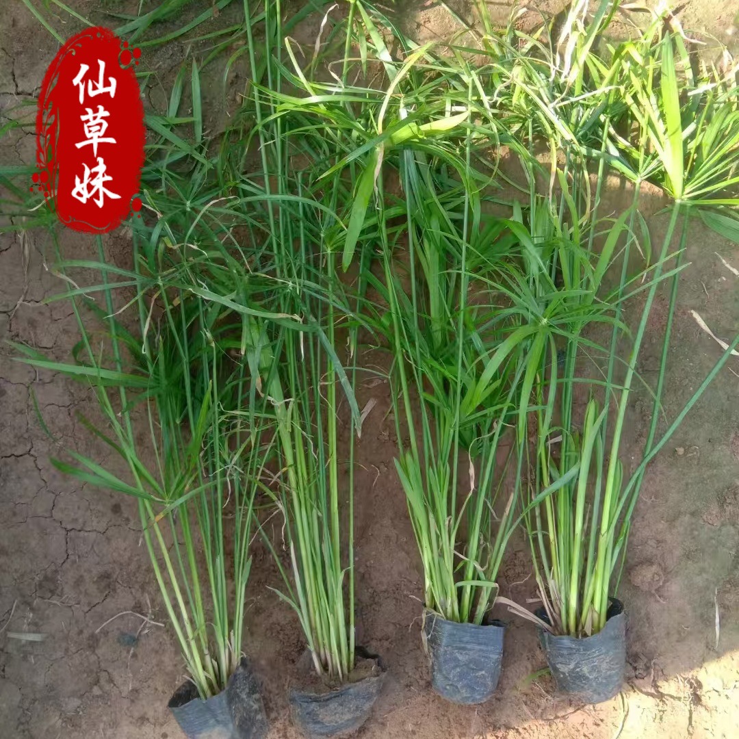 Aquatic Plant Cup Seedlings, Umbrella Grass, Zaili Flower, Barracuda Grass, Banana Plant, Windmill Grass, Rush, Calamus and Reed
