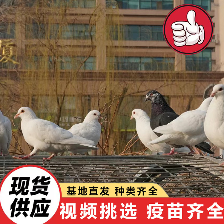 Live Pigeon Prices, Farm-Raised Free-Range Pigeons for Sale, White-Feathered King Square Pigeons in Pairs
