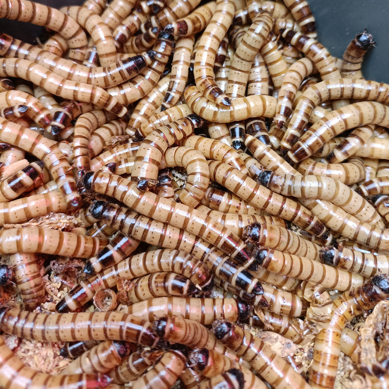 Barley Worm Live Protein Worm Arowana Painted Bird Food Yellow Powder Turtle Pet Lizard Earthworm Spider 1 Catties 500g