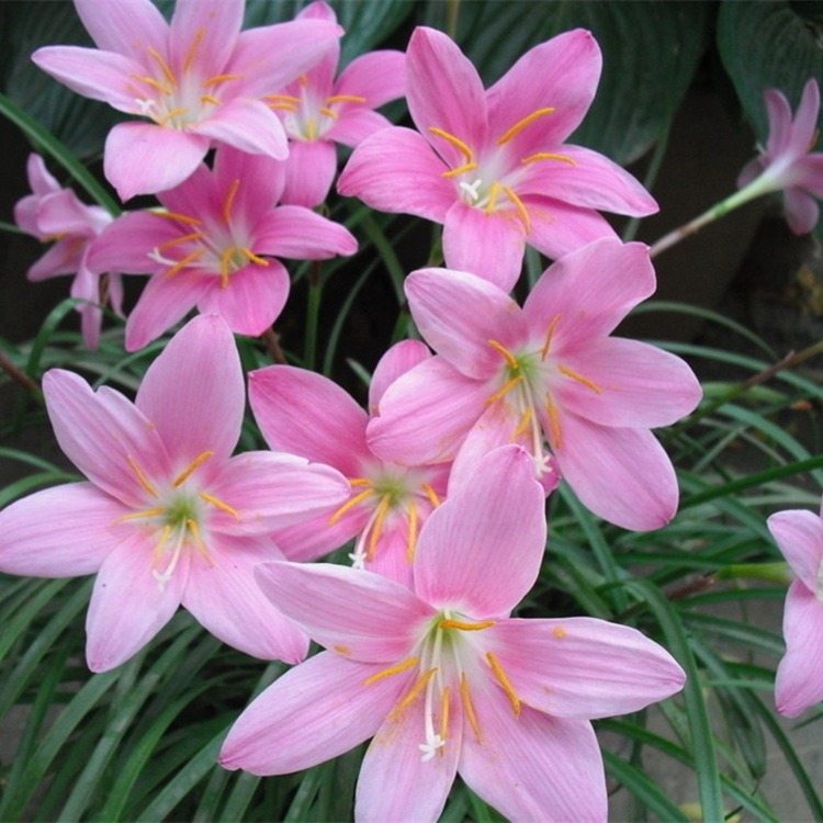 Wind and Rain Orchid Bulbs Pink Wind and Rain Orchid Plant Potted Bulb Flowers Blooming in All Seasons Green Plants Leek Ball Seedlings Wind and Rain Orchid