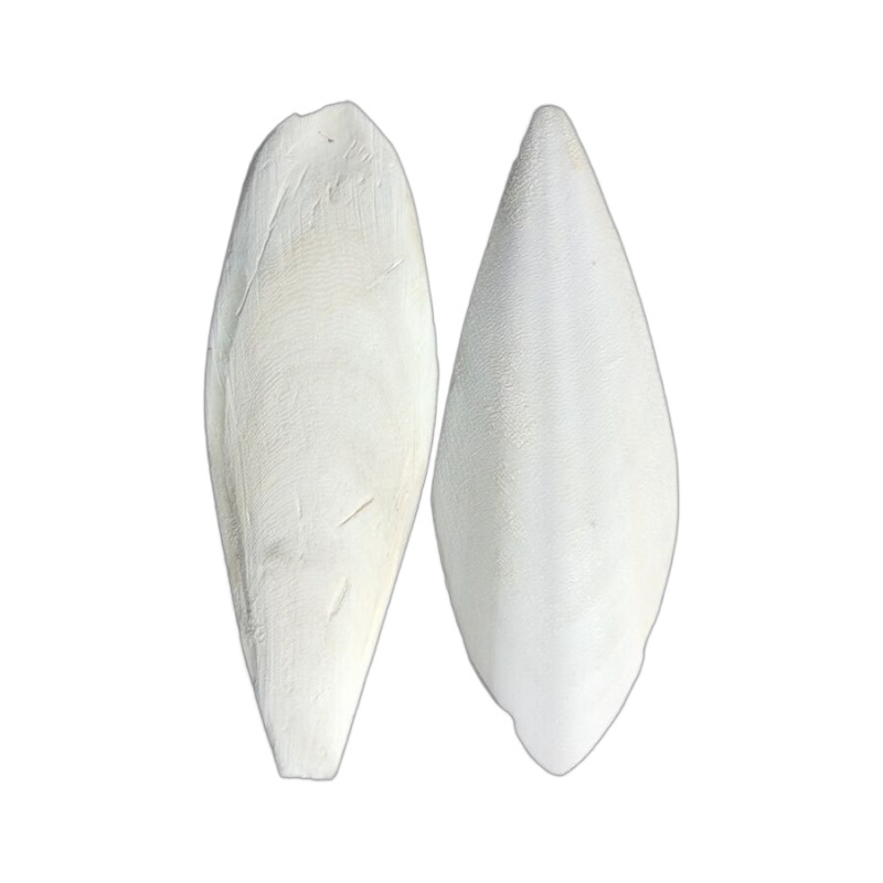 Source Wholesale Cuttlefish Bone New Product Trimming and Polishing Cuttlefish Pet Teeth Grinding Various Specifications Cuttlefish Bone