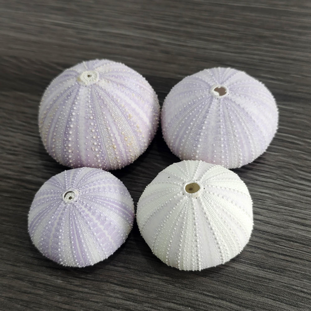 Натуральная фиолетовая раковина морского ежика креативное DIY средиземноморское скандинавское украшение воздух ананас цветочный горшок