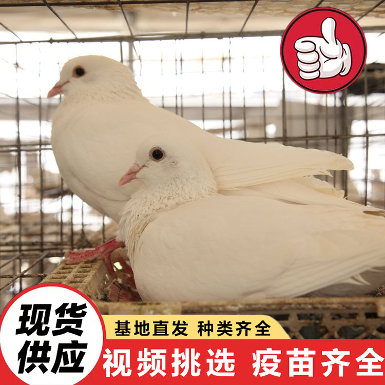 Pigeon Breeds for Sale, Square Pigeons, White Feather King, American Floor King Pigeons, Breeding Farms, Special