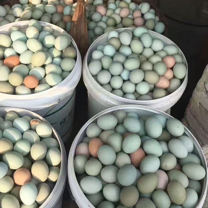 Свежие яйца от кур свободного выгула, яйца с кордицепсом, свежесобранные и отправленные, аутентичные яйца от кур свободного выгула с ферм, оптовая продажа и доставка доступны