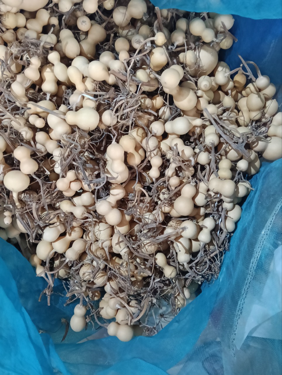 Natural gourd American small gourd hand-twisted gourd 4-7cm high text play play small gourd