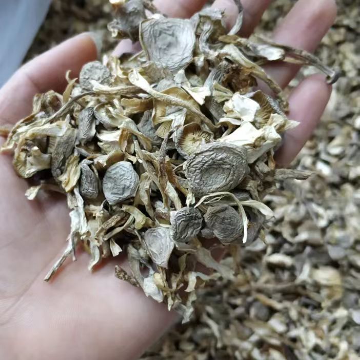 [net weight] pilose antler mushroom dry goods without desiccant pilose antler mushroom shredded crisp mushroom dumplings stuffing pilose antler mushroom shredded