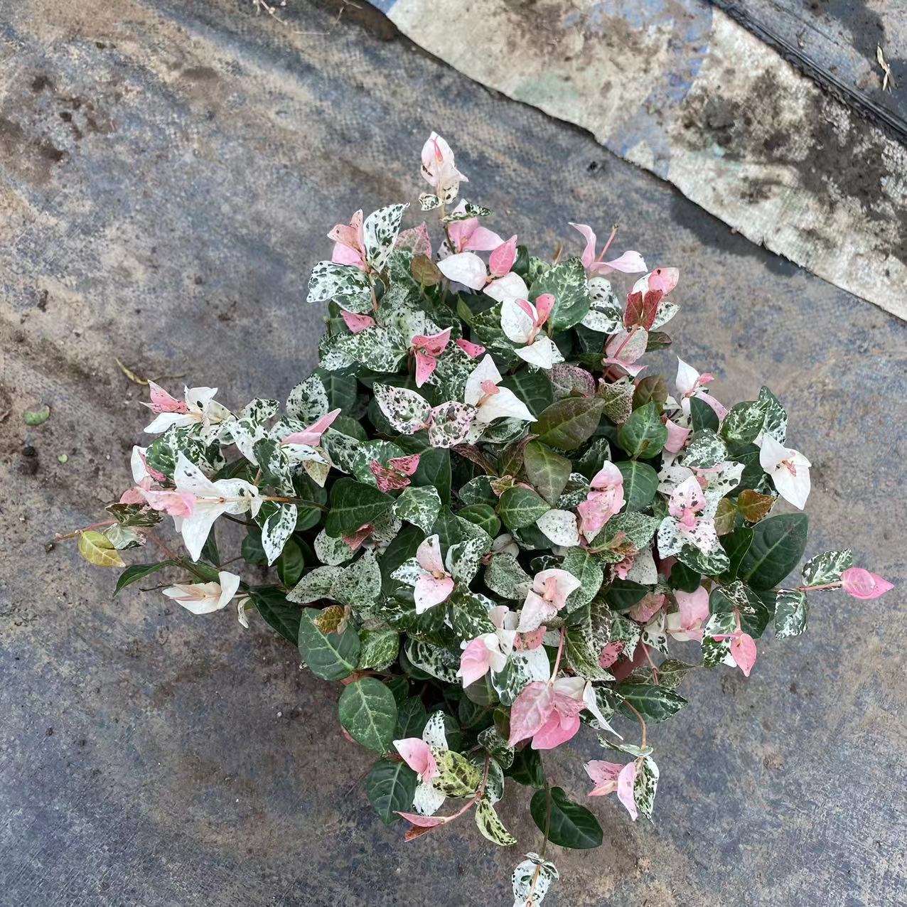 Flower and Leaf Trachelospermum Gold Trachelospermum 18cm Pot Colorful Leaf Trachelospermum Spider Plant Heat-Resistant and Cold-Resistant Florals