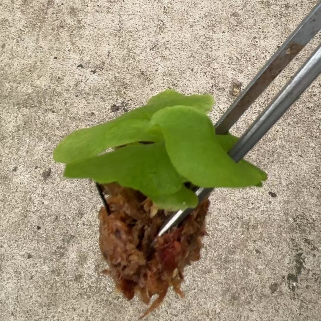 Source Manufacturers Supply Asian Monkey Brain Staghorn Fern, Strange Landscaping Green Plants, Landscape Fern Potted Seedlings