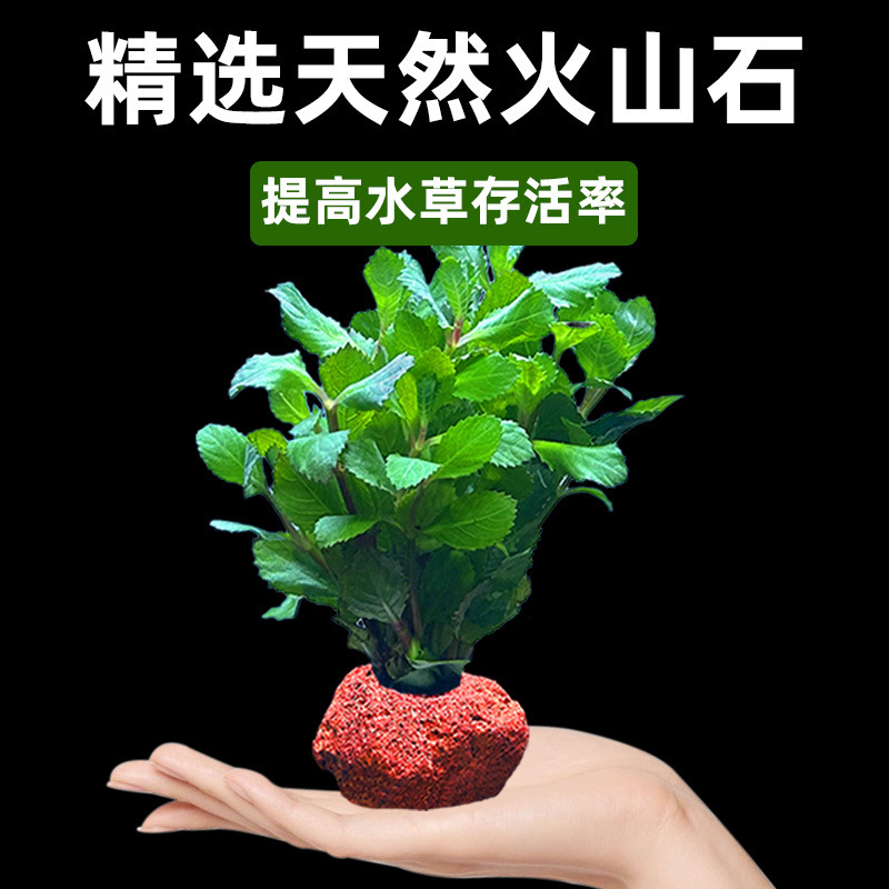 Volcanic Stone Aquatic Plants Hydroponic Plants Aquarium Landscaping Aquatic Plants Water Willow Centipede Grass Green Chrysanthemum Shade-Tolerant Aquatic Plants Real Plants Wholesale