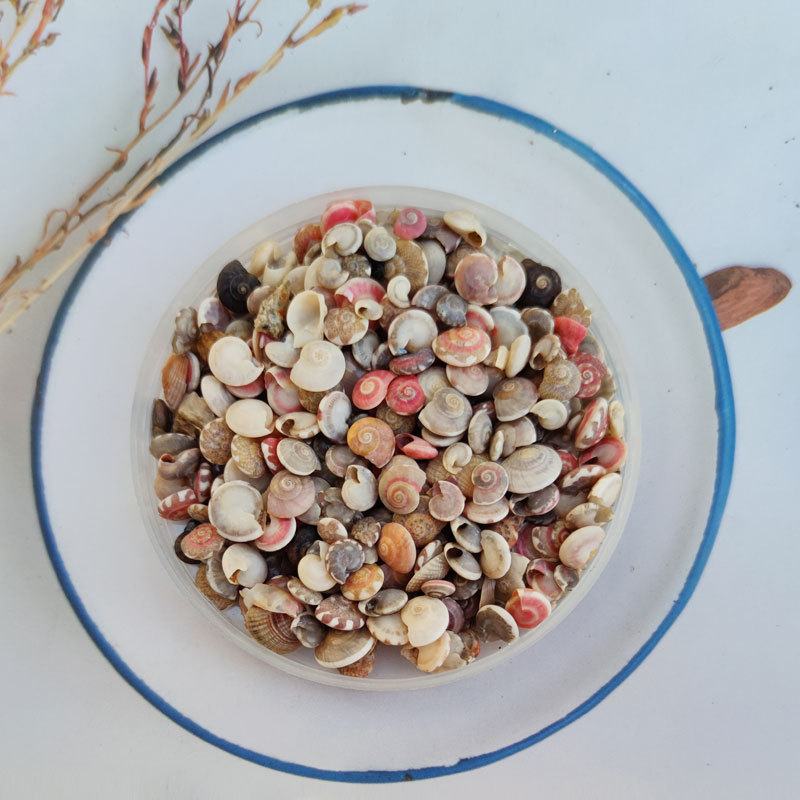 Snail snail natural mini Conch Shell Shell 0.5-1cm small conch gray Miscellaneous snail microscape special conch