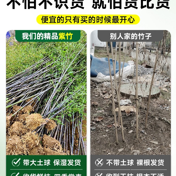 Purple Bamboo Seedlings Without Heads, Dwarfed Gold-Encrusted Jade Bamboo Seedlings, Cold-Resistant Bamboo Seedlings, Courtyard Outdoor Evergreen Precious Green Plants for All Seasons