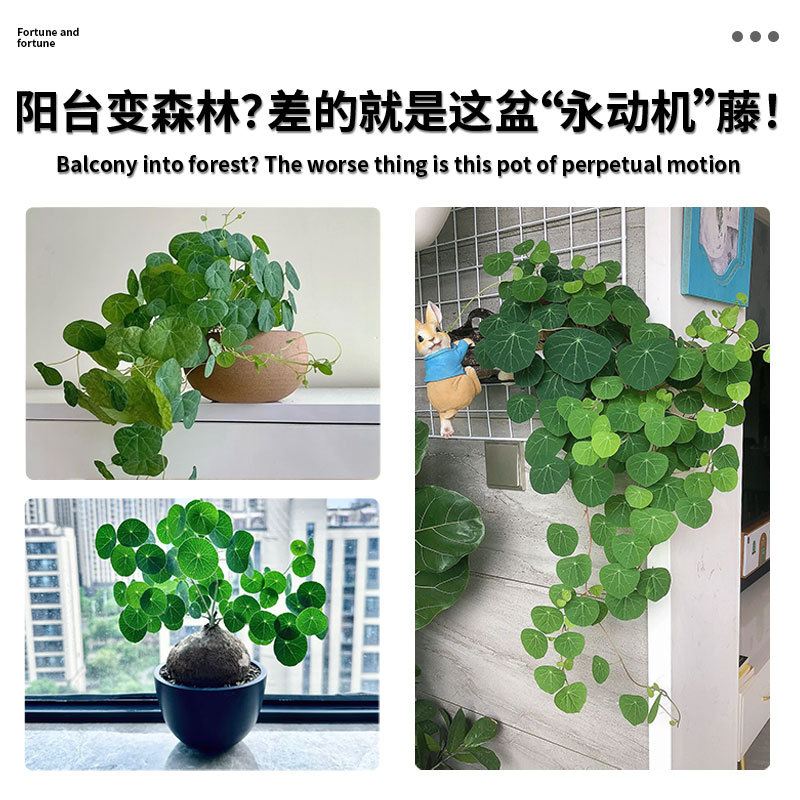 Turtle Plant Is Easy to Grow as a Potted Indoor Balcony Climbing Vine Foliage Green Plant, One-Leaf Turtle, Golden Non-Replaceable Seed Ball Hydroponics