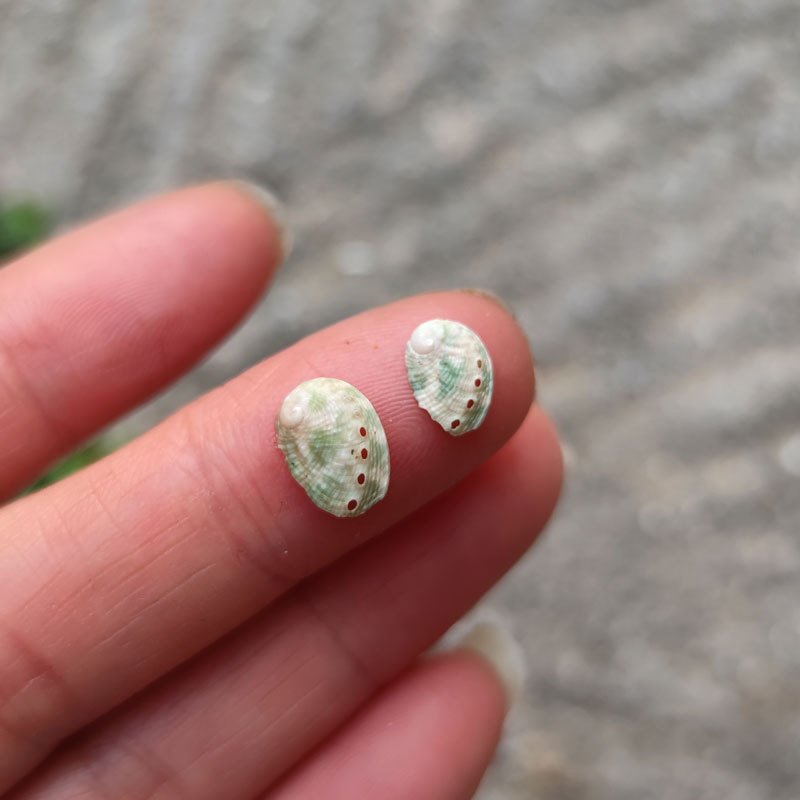 Natural Rare Green Abalone Shell Mini Conch Specimen Collection 0.5-1cm Mini Small Shell