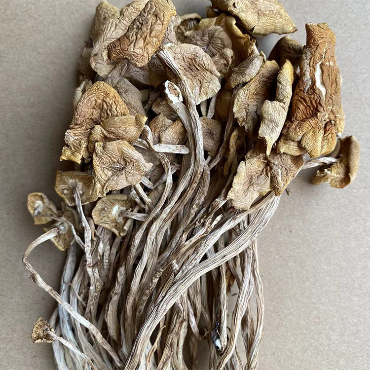 New goods do not open umbrella tea tree mushroom dry goods wholesale full catty full two Gutian tea mushroom primary supply origin direct supply