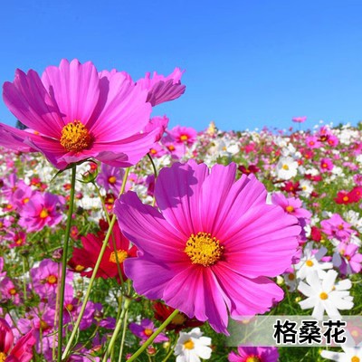 Flower Seeds Four Seasons Seeds Wholesale Gipsophila Sunflower Cosmos Fenioryx Sunflower Daisy Mint