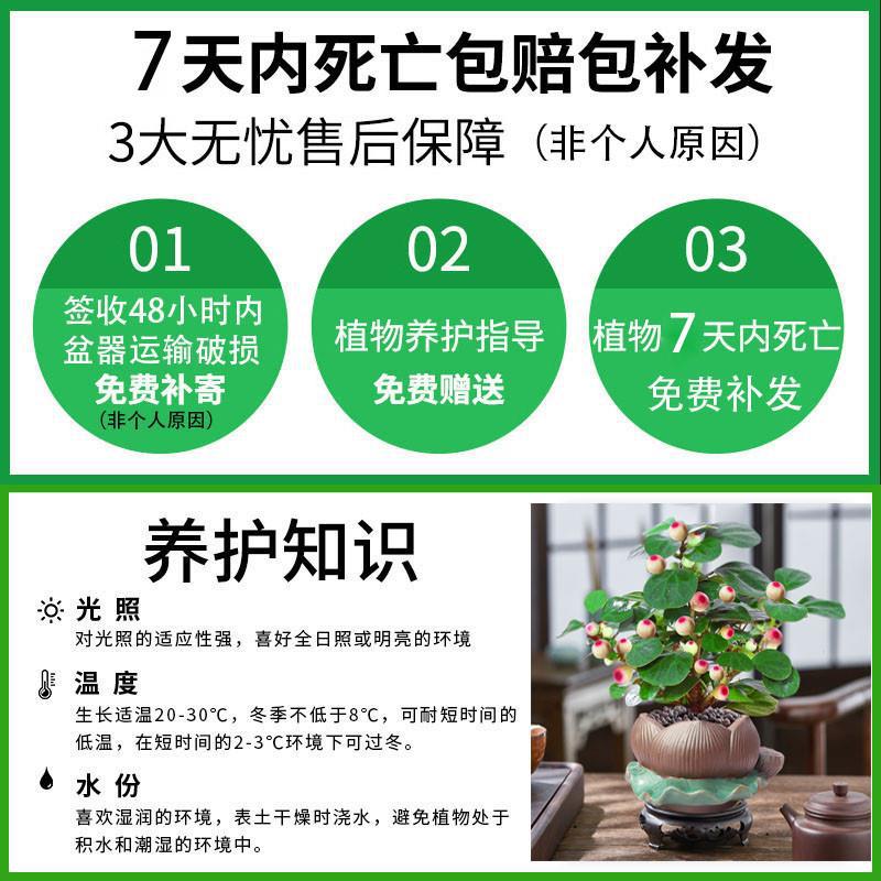 Authentic Xiaopan Bodhi Tree Potted Plant with Fruit Hydroponic Plant Zen Indoor Flower Green Plant Fruit Old Stump Bonsai Seedling