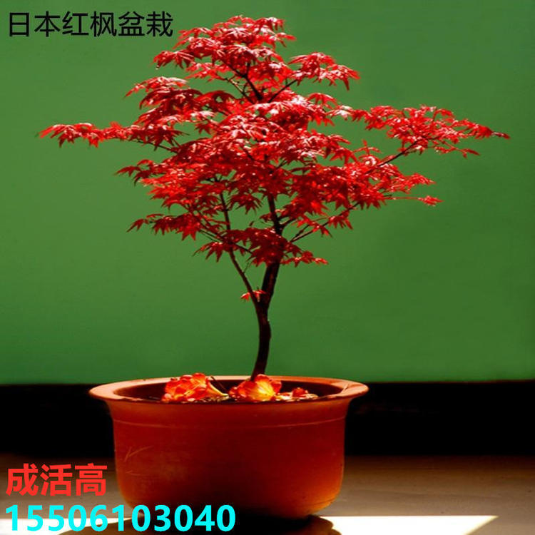 Wholesale Feather Maple Dance Peacock Japanese Red Maple Seedlings Saplings Red Dancer Tree Seedlings Potted Plants Planted in the North and South