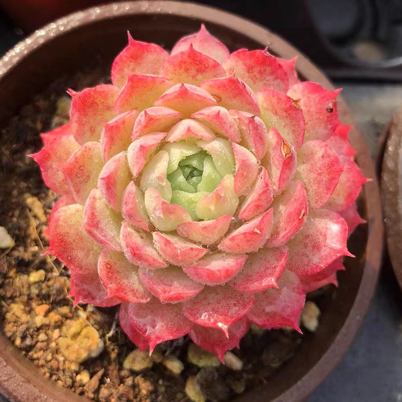 Succulent Plants Wholesale Small Succulent Small Potted Succulent Plants Lithops Jade Dew Base Self-Produced and Sold with Free Shipping