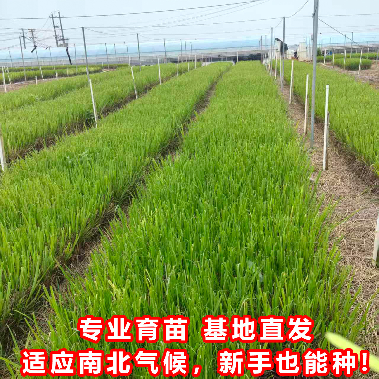 The First Generation of Detoxified Sugarcane Seedlings with Black Skin, Yellow Skin and Green Skin Are Cultured in Tissue Culture and Shipped with Nutrition Cups