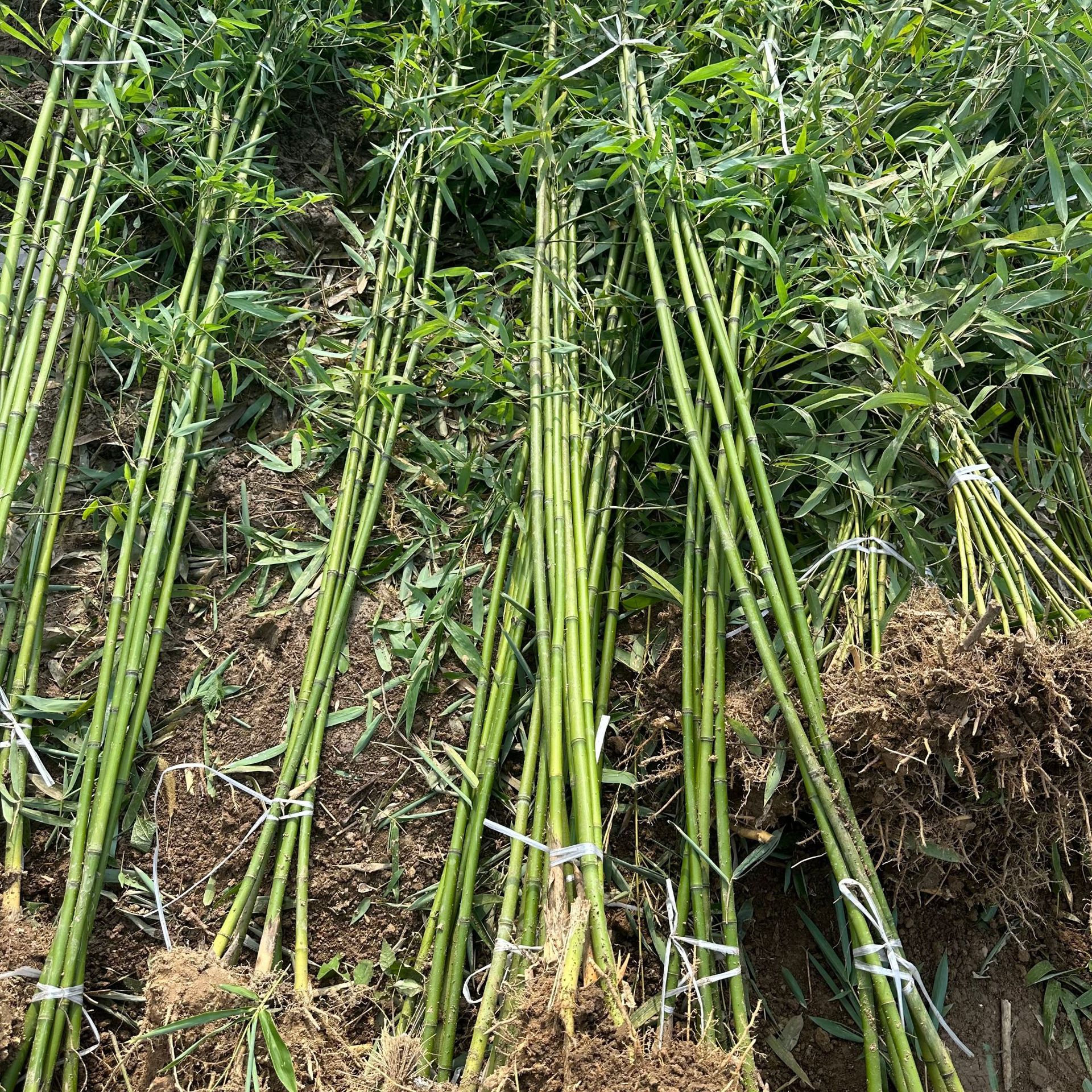 Green Bamboo Seedlings, Jujube Orchard Bamboo, Light Green Gold Inlaid Jade, Bitter Dragon Scale Gold Inlaid Jade Bamboo Seedlings, Gold and Jasper Bamboo Plant Saplings