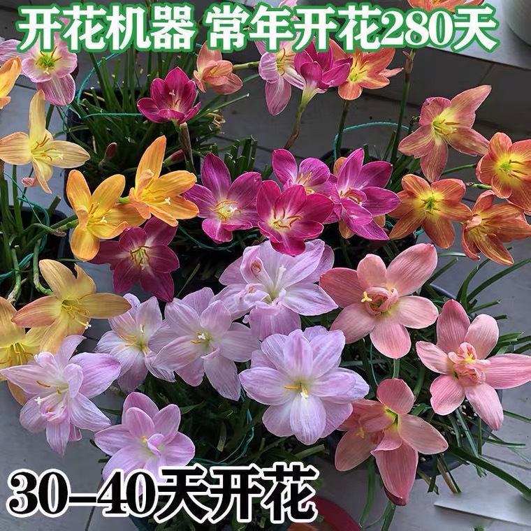 Double-Flowered Rain Lily Bulbs, Fat Lily Bulbs, Flower Seedlings, Onion Lily, Leek Lily, Greening Courtyard Balcony Potted Plants, Blooming in Many Seasons
