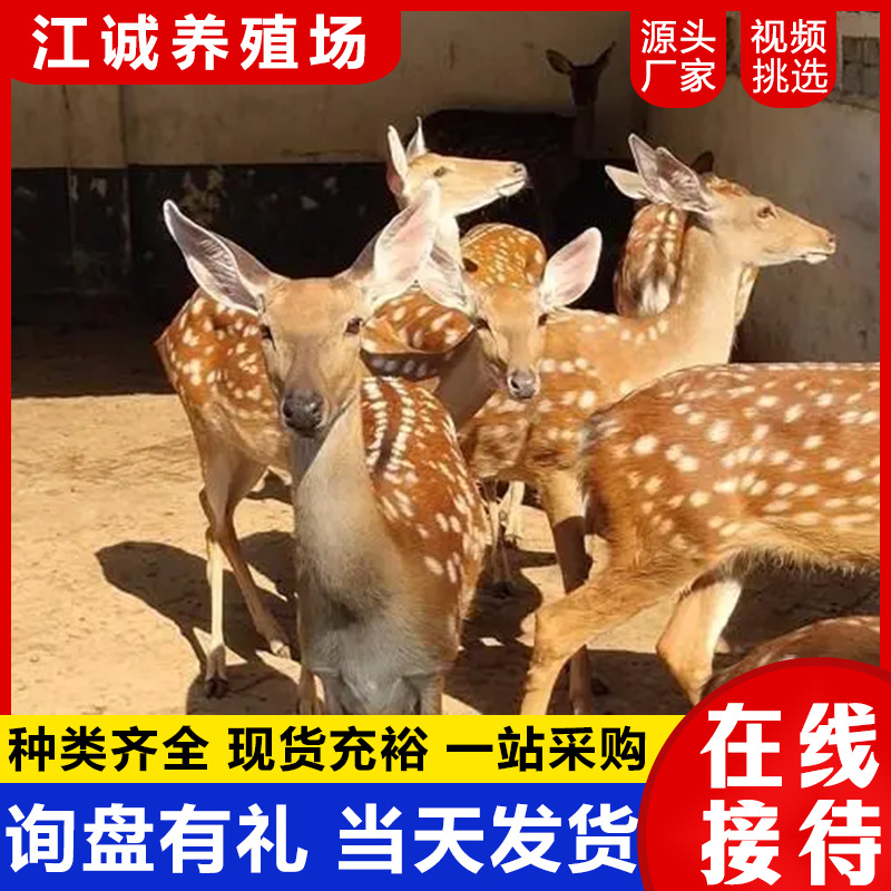 База разведения для продажи и аренды живых пятнистых оленей, интерактивный семейный сад с пятнистыми оленями, цена на оленят