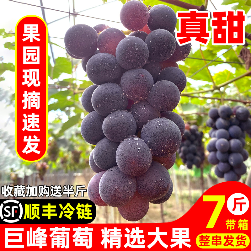 Виноград Кёхо Пудзян, свежие сезонные фрукты для беременных женщин, 2.5кг целый ящик, целые гроздья с семенами, Sf холодная цепь